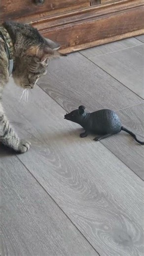 Bruce Springstein and the Rat