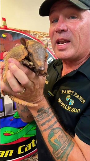 Yellow 6 Banded Armadillo #armadillo #sixbandedarmadillo #animals #shorts