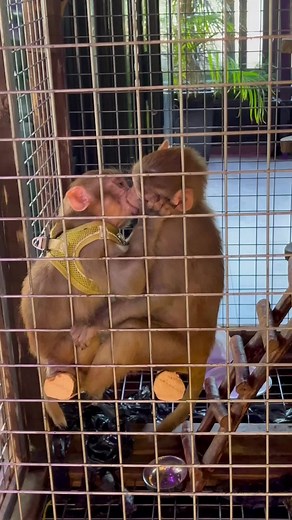 @What’s up RIRI ! #monkey #riri #rioriri #riomonkey #viraltiktok #bestlounge #monkeytiran #viralvideo