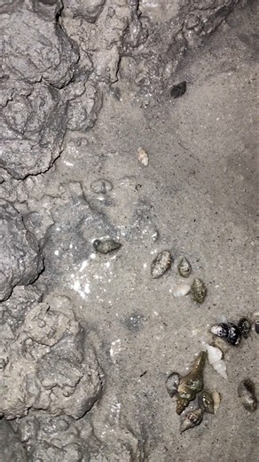 Found a tiny life by the shore 🐚🌊 this little seashell still breathing with the waves.