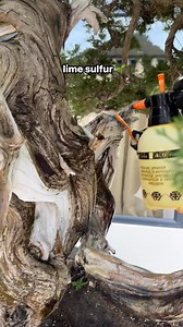 Lime sulfur is a common treatment for bonsai trees, particularly for creating or enhancing the appearance of shari (deadwood) areas. 🌿 #bonsai | Romeo Antipuesto Jr