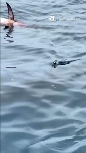 Elusive Make Shark Spotted This Week off San Diego Coast