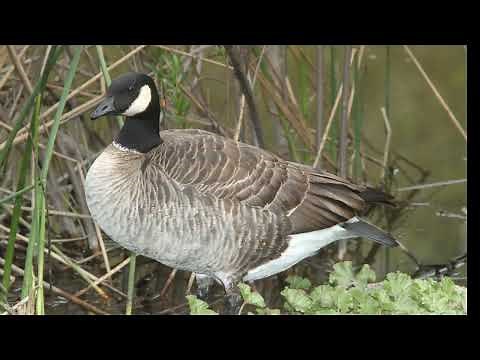 Cackling Goose Call Video: Bird Songs Western North America-Sounds of Nature