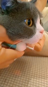 Cute Kittens on Reels