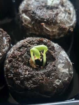 Best 6th Grade Science Fair Projects 2026 |Simple & Creative Ideas” #sciencefair #scienceexperiment