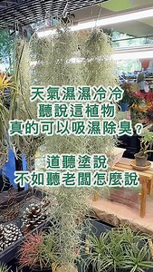 有人說這植物吸空氣就飽了 有人說這植物可以吸濕除臭 到底誰說的是真的！ 快來聽聽看老闆怎麼說！ #建國花市#空氣鳳梨 | 台北建國假日花市