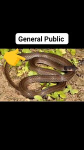 General Public informations About snakes #khanashrafreels #fbreels | Khan Ashraf