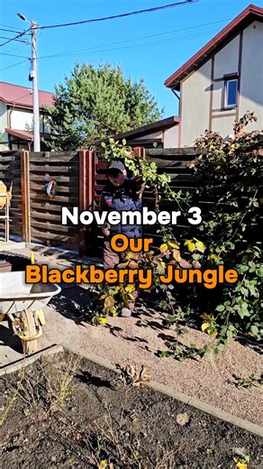 Harvest Garden on Instagram: "Our Blackberry Jungle. Last year I was greedy when pruning the blackberries in the fall, leaving 5-7 young branches on the bush, which I deeply regretted this summer. The bushes were too dense and it was very inconvenient to pick the berries. The harvest was so big that we couldn't cope with it. A lot of berries simply fell to the ground, becoming food for flies and wasps. This fall I decided to leave three of the strongest branches on the blackberry bushes and trim