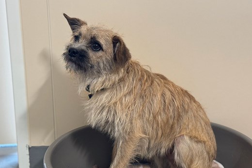 Quatre petits chiens à adopter à l'APA du Puy-de-Dôme