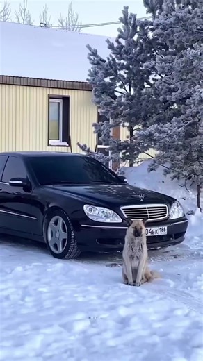 s55 amg makes 493hp for $15k and people scared of maintenance instead of enjoying cheap speed 💀 supercharged v8 runs 12s stock #S55AMG #Mercedes #Supercharged #V8 #Bargain