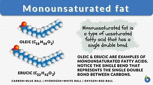Monounsaturated fat - Definition and Examples - Biology Online Dictionary