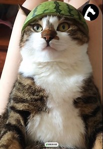 The angry cat's face is so cute #meow #cat #awesomeviral | Awesome Viral