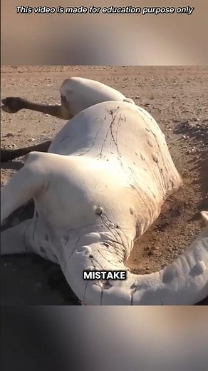 Don't Touch A Dead Camel #shorts #youtubeshorts #viralshorts #facts #amazingfacts
