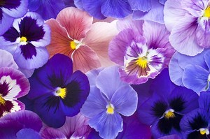 Violet Flowers 101: Facts, Images & Types | LoveToKnow