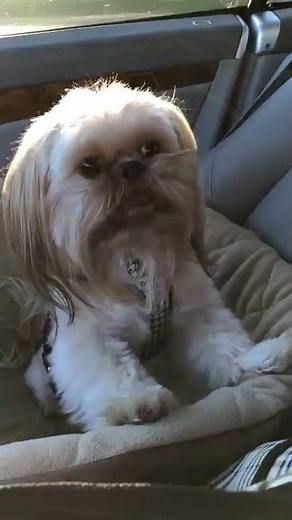 Shih Tzu barking, howl, or scream