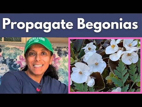 How to Propagate Begonias from Cuttings & Overwinter Your Plants