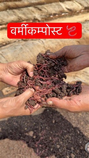 vermicompost farming business #farming