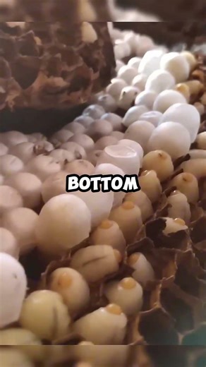 The Smart Way Bees Are Protected!