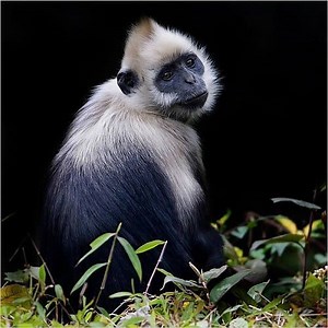 White headed langur - Alchetron, The Free Social Encyclopedia