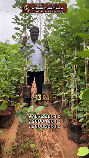 Red sandalwood is a rich source of profit #agriculture #redsandal #semmaram #ashokaagritech