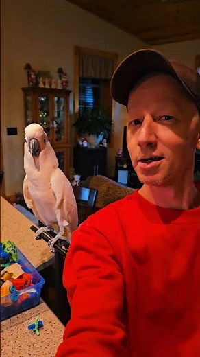 Merry Christmas 🤶 🎄 ❤️ #cockatoo #MrMax