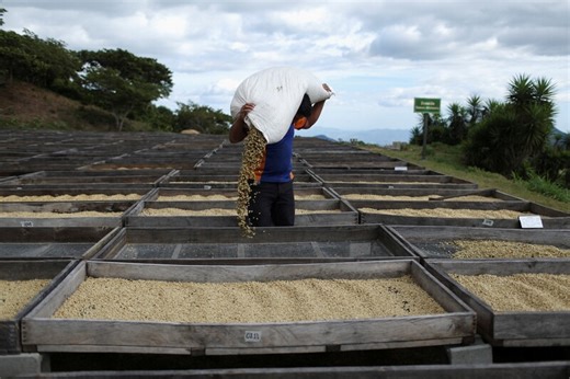 The coffee industry is making the case for climate insurance