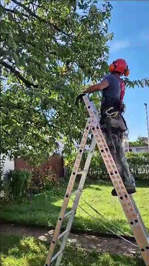 Kirschbaum nach der Blüte schneiden