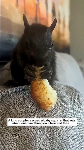 Squirrel Rescue! Tiny Survivor's Fight for Life ❤️