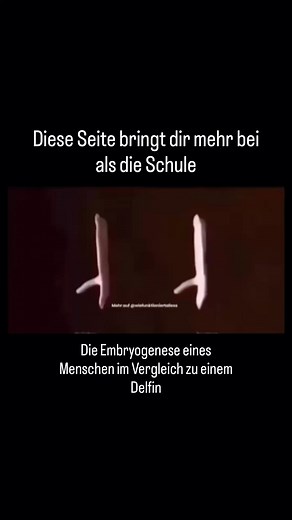 Wie funktioniert alles on Instagram: "Die Embryogenese beschreibt die Entwicklung eines Lebewesens von der befruchteten Eizelle bis zur Geburt. Beim Menschen und beim Delfin zeigt sich, dass beide als Säugetiere viele Gemeinsamkeiten besitzen, sich aber im Laufe der Entwicklung unterschiedliche Merkmale herausbilden. Zu Beginn ähneln sich die Embryonen stark: Aus der Zygote entstehen durch Zellteilungen zunächst Morula und Blastozyste, die sich in die Gebärmutter einnisten. In beiden Arten folgt