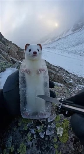 🧊❄️ Weasel Unleashed! ❄️🧊 Watch as I free a stunning weasel trapped in ice! This incredible sight takes place in a snowy mountain landscape, making this a truly unique and breathtaking experience. Witness the beauty of nature and the power of perseverance. Did you know these weasels are experts at surviving the harshest conditions? Let me know your thoughts in the comments! Like, share with your friends, save, and follow for more exciting videos! 🤩 #weasel #weasels #animalrescue #snow #mounta
