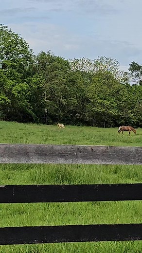 Beautiful spring day in Lexington, KY! #horses #COUNTYSADDLERY #horsesofky | County Saddlery - KY & OH