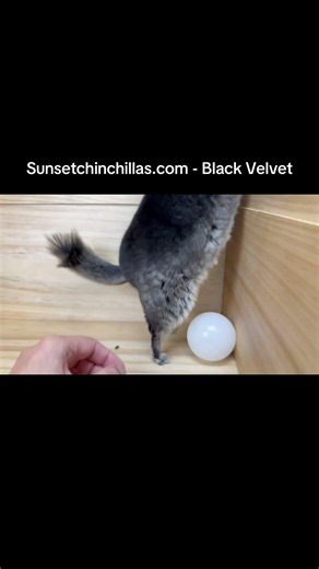 Black Velvet Chinchilla
