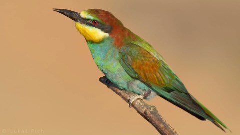 I found two colorful birds sitting on a branch
