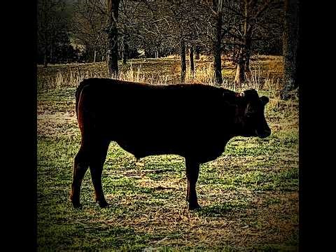 Barrondorf Dispatch March 17 2026 #nature #viral