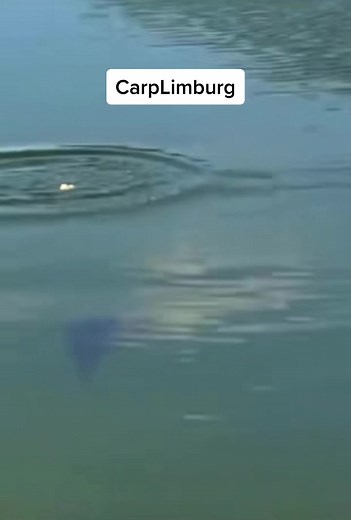 Expert Tips for Successful Carp Fishing