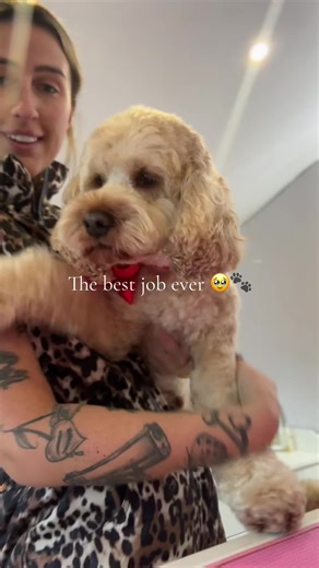 Cockerpoo Grooming Tips for Pet Stylists