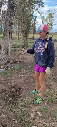 Trapping badgers in Montana!