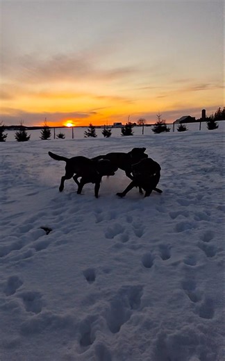 Play time in the snow ❄️ (my phone died, so I filmed this with our new tablet) #foryou #worldoflabs #ilovemydog #ilovelabs #worldofdogs #dogstuff #dogreels #dogsdaily #dogoftheday #fyp #labrador #talesofalab #labradorretriever #dogsofinsta #instadog #ilovedogs #doglife #dogsdoingthings #foryoupage #dogvideos #labradorsofinstagram #dogstagram | Engine Powered Labradors