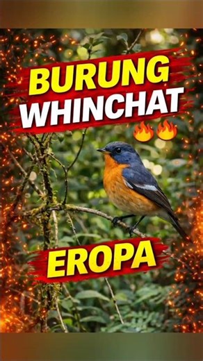 Kicauan Burung Whinchat di Alam Liar 🌿