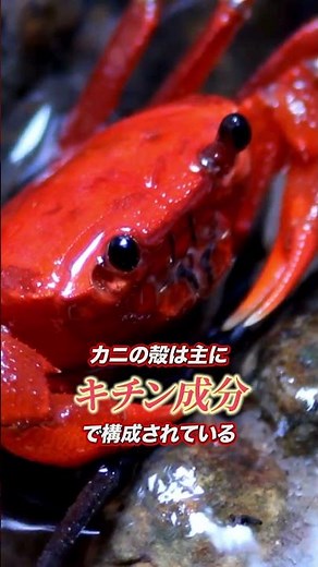 【捨てないで！】カニの殻のパワー！？驚きの活用法🦀 #カニ #キチン #科学