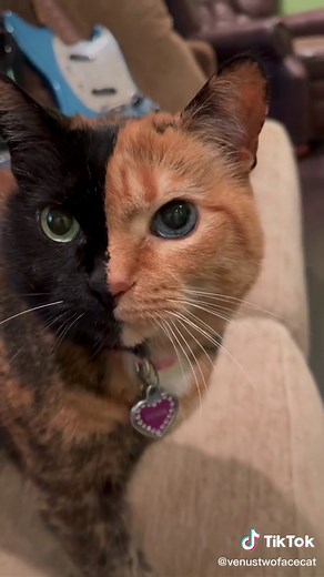 Venus Two Face Cat (@venustwofacecat) - #twofacecat #notphotoshop #bornthisway #heterochromia #catsoftiktok #tiktokcats #petsoftiktok #nocap 🖤 🧡 💚💙