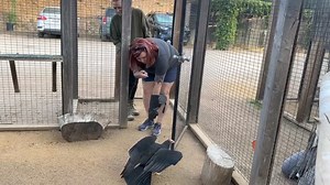 Only 3 early bird tickets left for our September Bird of Prey Workshop! Our workshops have hours of guided hands on training each day, and we work with actual problem solving skills that you can take home and put to use. From applying approach retreat methods using distance as a reinforcer to working with vultures that grab at ankles, we offer real world circumstances to help you with your toughest challenges. Get ready to learn! https://avian-behavior.org/experience/workshops/bird-of-prey-works