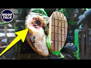 HOOF TALK: What causes INFECTED hoof cavities like this?