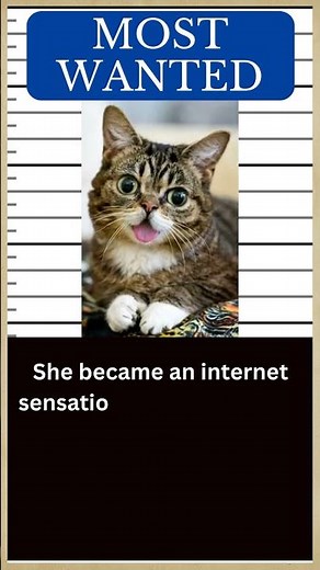 CAT Hall of Fame: Meet LIL BUB, the Cat with Dwarfism 🐱