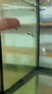 Check out these Japanese Blue Mosaic guppies! Bred in the USA, they boast stunning colors. Guppy Joe does a really good job breeding these guys! Shop ALL our Guppies https://flipaquatics.com/collections/guppies 👨‍👩‍👧‍👦 Unlock exclusive content & perks — Join the Aquarium Club! Join here 👉 https://www.youtube.com/channel/UCwqXcfzaWIkNPtvlYuLb1Dg/join 👾 Join our Flip Fam on Discord — chat, learn, and connect with our community! Hop in here 👉 https://discord.gg/NTcvt5YuYH 📺 Subscribe to fol