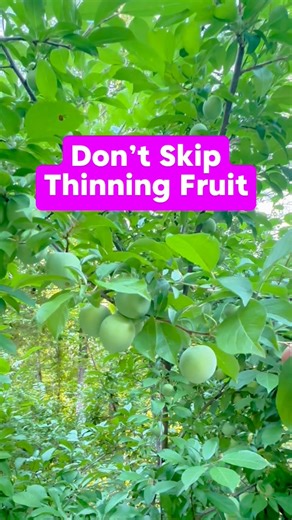 32K views · 380 reactions | When are you thinning fruit? 樂That’s a...