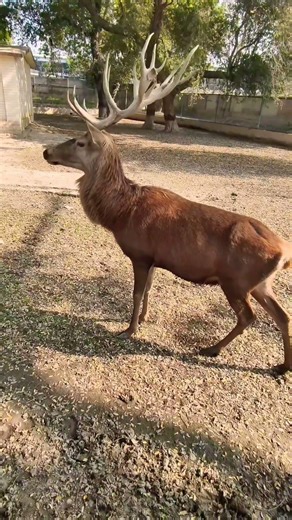 Red Deer Explained | Habitat, Behavior & Facts #deer #animals