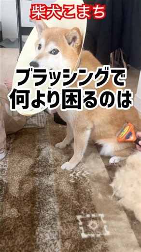 ブラッシングの止め時を困らせる柴犬 #柴犬 #shiba #shibainu #dog #癒し #犬 #かわいい #chai #ブラッシング #抜け毛 #ファーミネーター