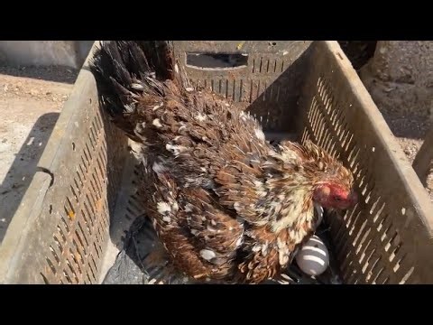 The hen broody for the first time 🥰