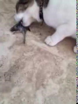 Cat Kills and Eats ENTIRE Bird! (GRAPHIC!)